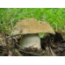 Мицелий Гиропоруса синеющего / Синяк (Gyroporus cyanescens)